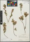 Foto von Salix repens subsp. incubacea (L.) A. Neumann